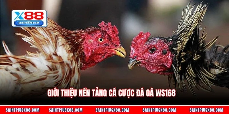 Giới thiệu nền tảng cá cược đá gà WS168